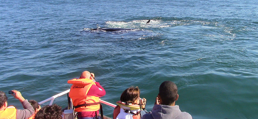 Hermanus Whale Cruises