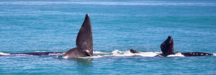 Hermanus Whale Cruises