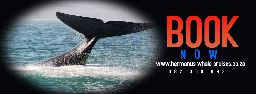 Hermanus Whale Cruises